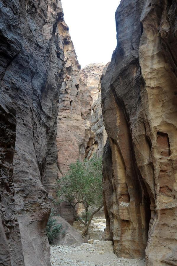 The Rock Camp Petra Hotel Wadi Musa Eksteriør billede